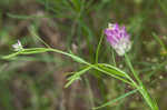 Purple milkwort